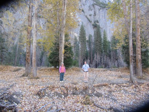 kids in the trees