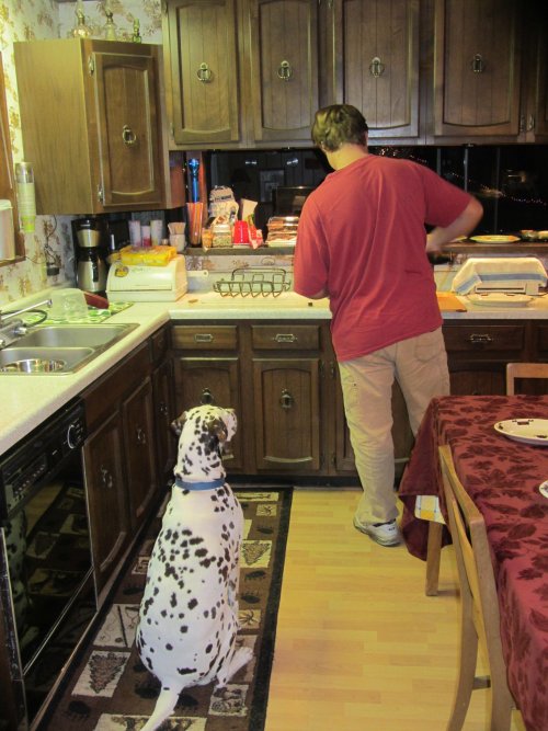 Lucky waiting for a sample