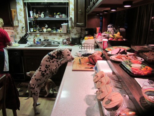 Lucky inspecting the turkey