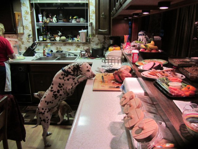 Lucky inspecting the turkey