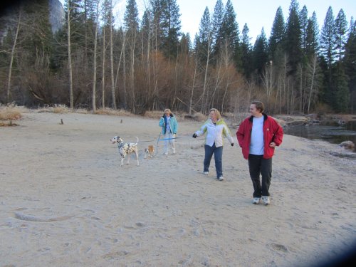 Family and dogs on beach