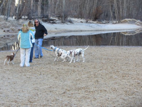 Family and dogs on beach