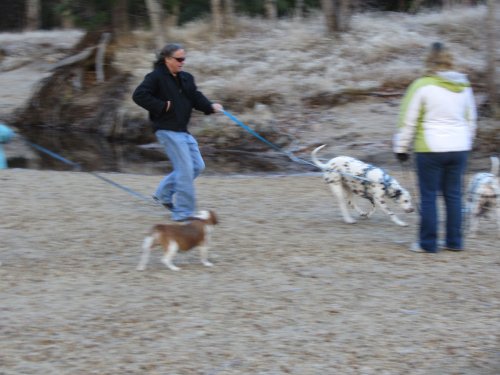 Mom, dad and dogs