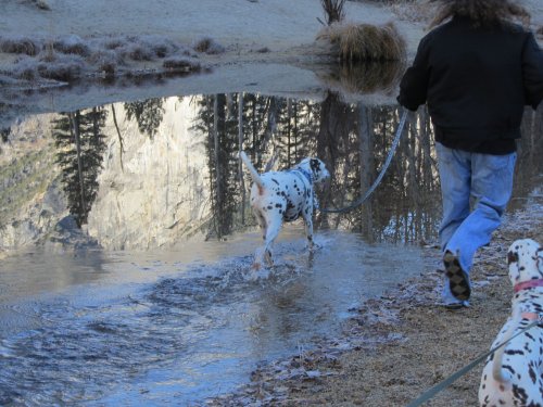 Lucky walking in ice water
