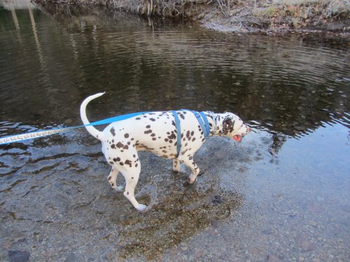 Lucky in the icy river