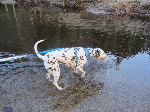 Lucky in the icy river
