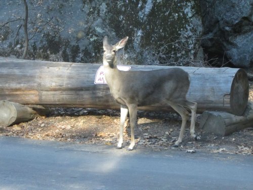 Deer by Ahwahnee