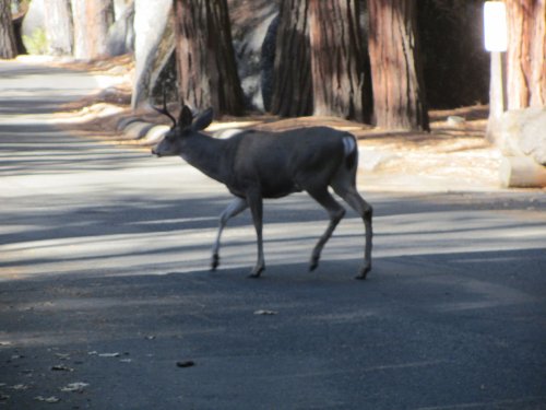 Deer by Ahwahnee