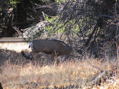 Deer in valley