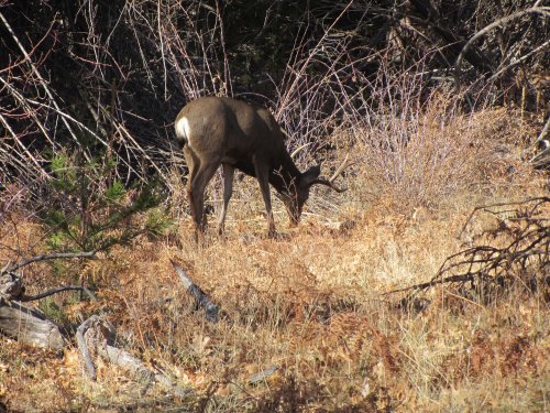 Deer in valley