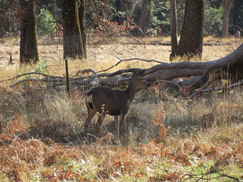 Deer in valley