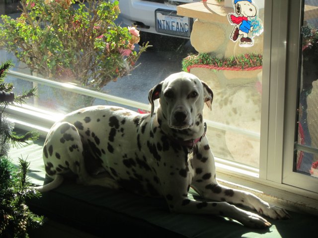 Dixie
