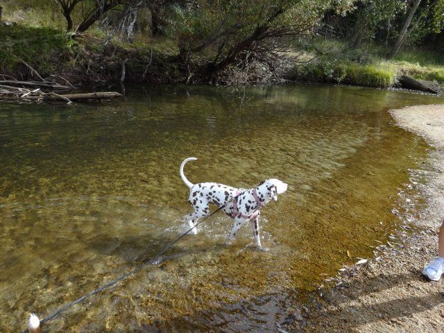 Dixie