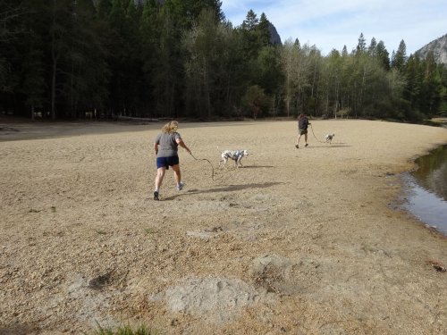 Family and dogs on beach