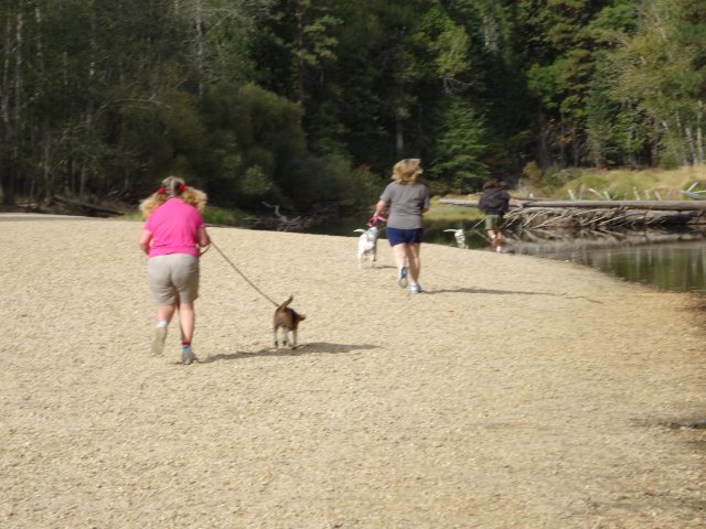Family and dogs on beach