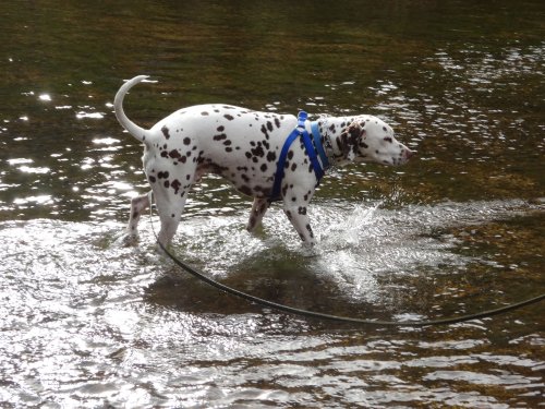 Lucky in the river