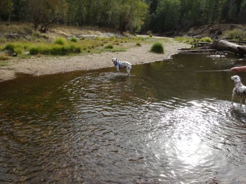 Dogs in river