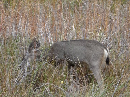 young buck grazing