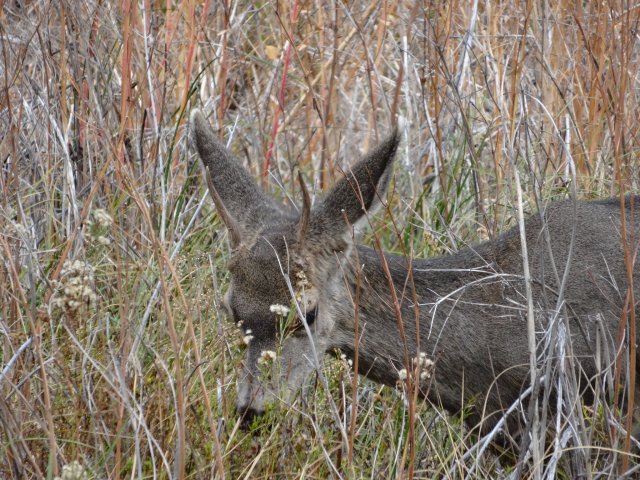 young buck grazing
