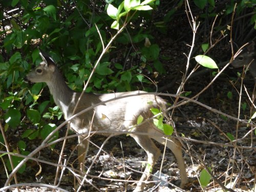Doe