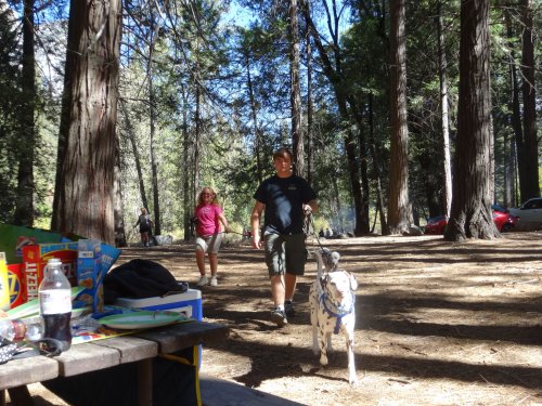 Kids and dogs
