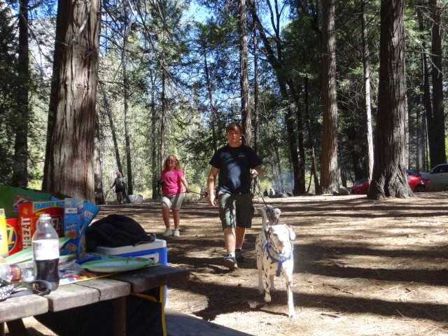 Kids and dogs