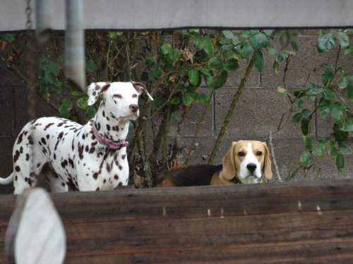 Dixie and Blake
