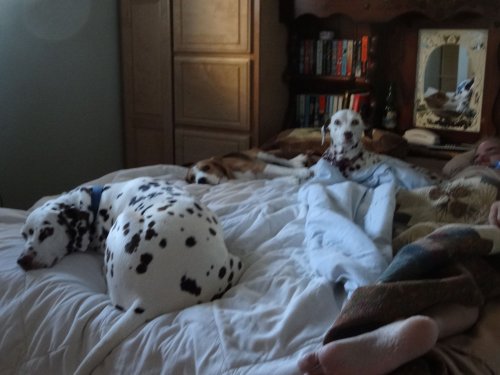 Dogs in their bed