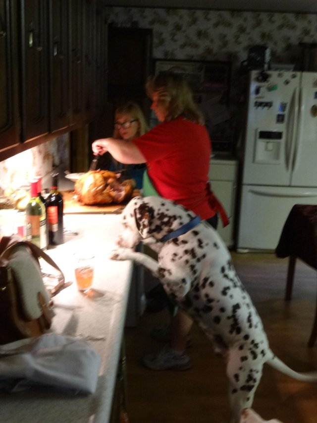Lucky inspecting the turkey carving