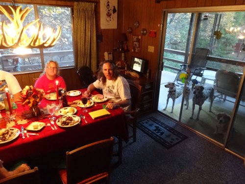 dogs supervising dinner activity