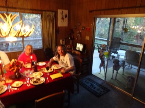dogs supervising dinner activity