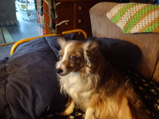 Zeke