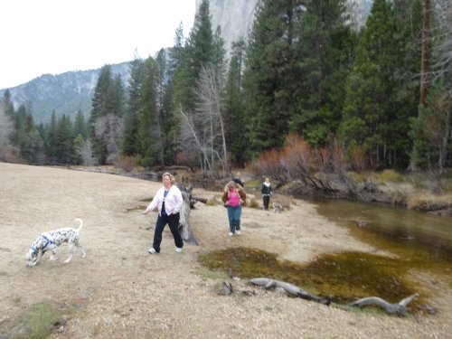 Family and dogs