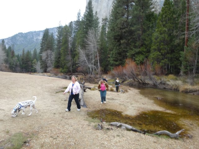 Family and dogs