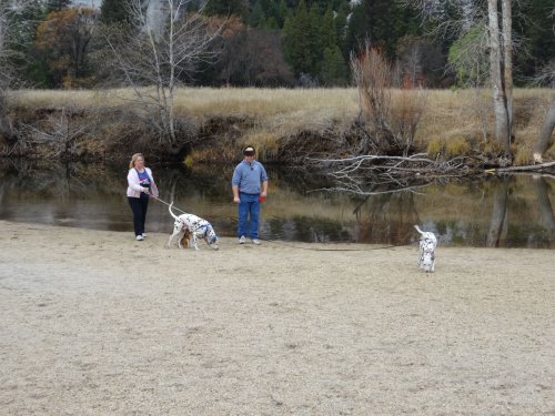 Mom, Jonny and Dalmatians