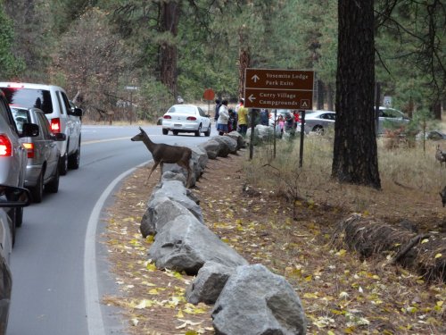 deer in Yosemite