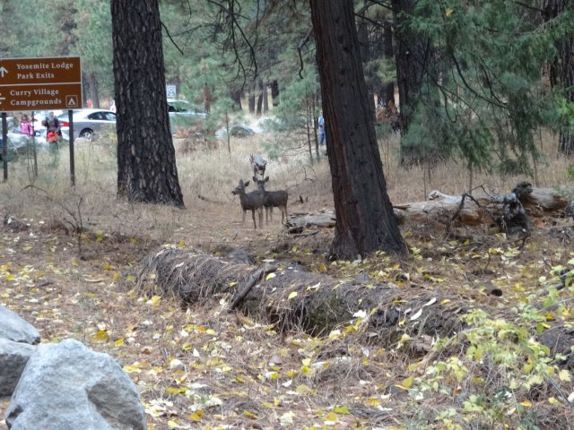 deer