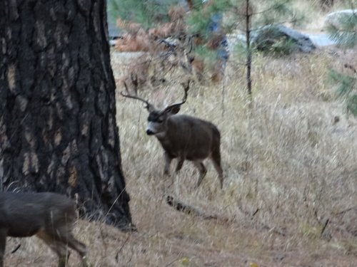 buck