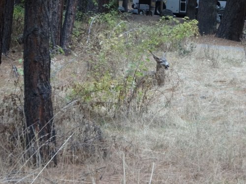 deer