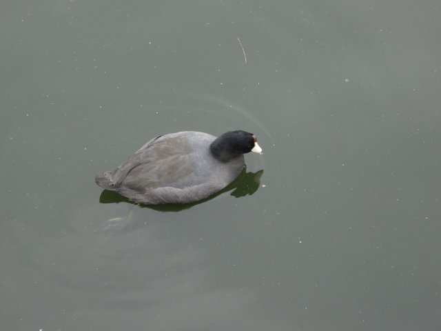 bird at Disneyland