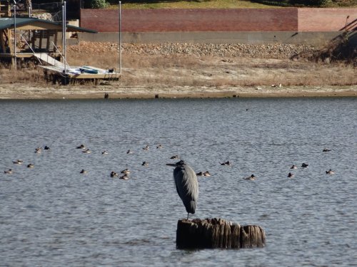 heron at Bass Lake