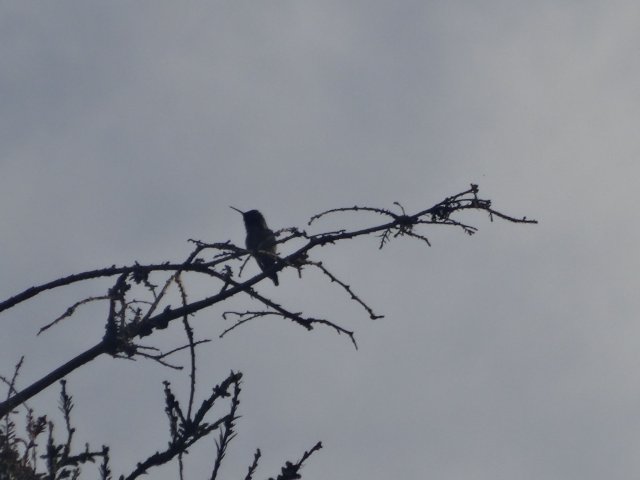hummingbird