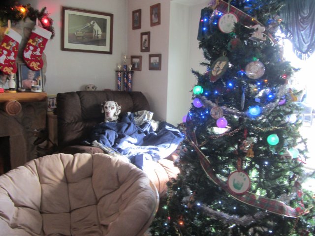 Lucky and decorations