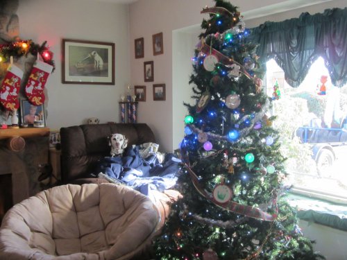 Lucky and decorations