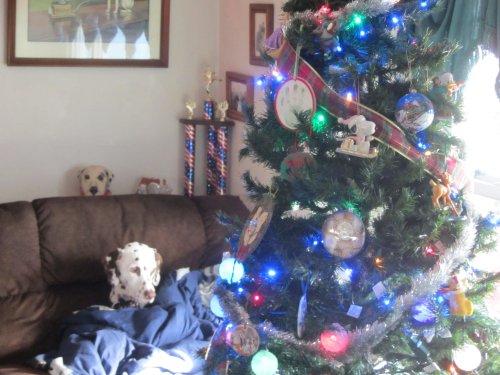 Lucky and decorations