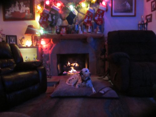 Lucky in front of the fire