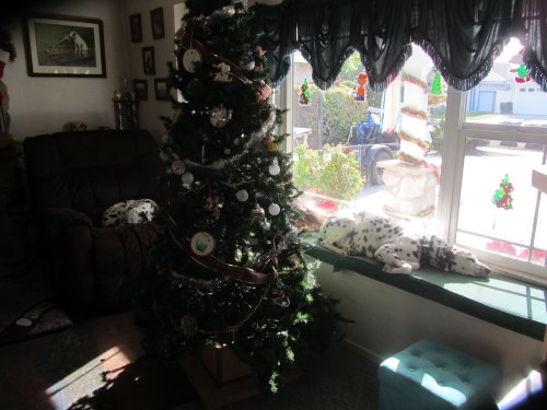 Dogs by the Christmas tree