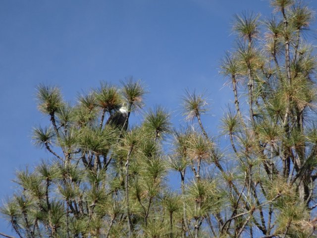 Bald Eagle in pine tree