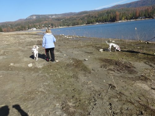 family and dogs in the mud