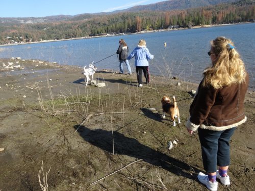 family and dogs in the mud